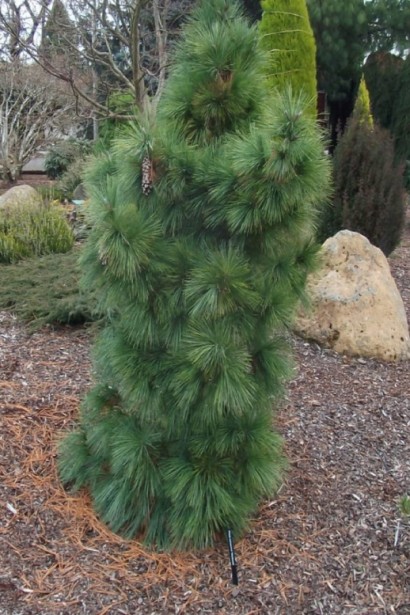 Pinus schwerinii Wiethorst